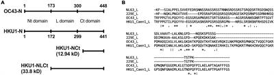 Atypical Antibody Dynamics During Human Coronavirus HKU1 Infections